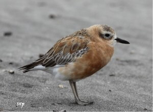 Northern New Zealand Dotterel