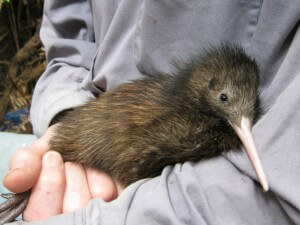 Toru - Marunui's 3rd chick, Jan 2014