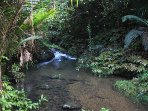 Puriri Track