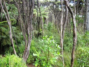 Shady manuka pathways of the Community Park