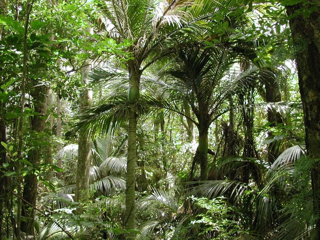 A Botanical Bush Tramp through Marunui Conservation Block - Mangawhai ...