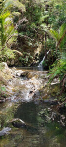 Tanekaha Waterfall Mangawhai